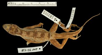 Media type: image;   Herpetology R-183905 Aspect: dorsal